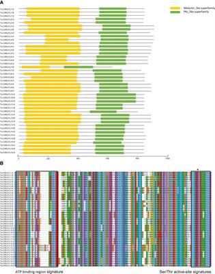 Genome wide characterization and expression analysis of CrRLK1L gene family in wheat unravels their roles in development and stress-specific responses